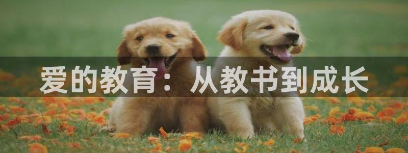 新宝5安卓版